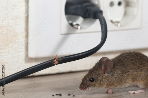 Closeup mouse sits near chewed wire  in an apartment kitchen and electrical outlet . Inside high-rise buildings. Fight with mice in the apartment. Extermination. Small DOF focus put only to wire.