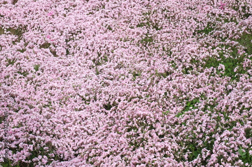 芝桜まつり