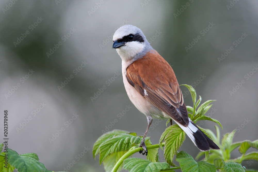 Red-backed shrike on a raspberry Red-backed shrike on a raspberry