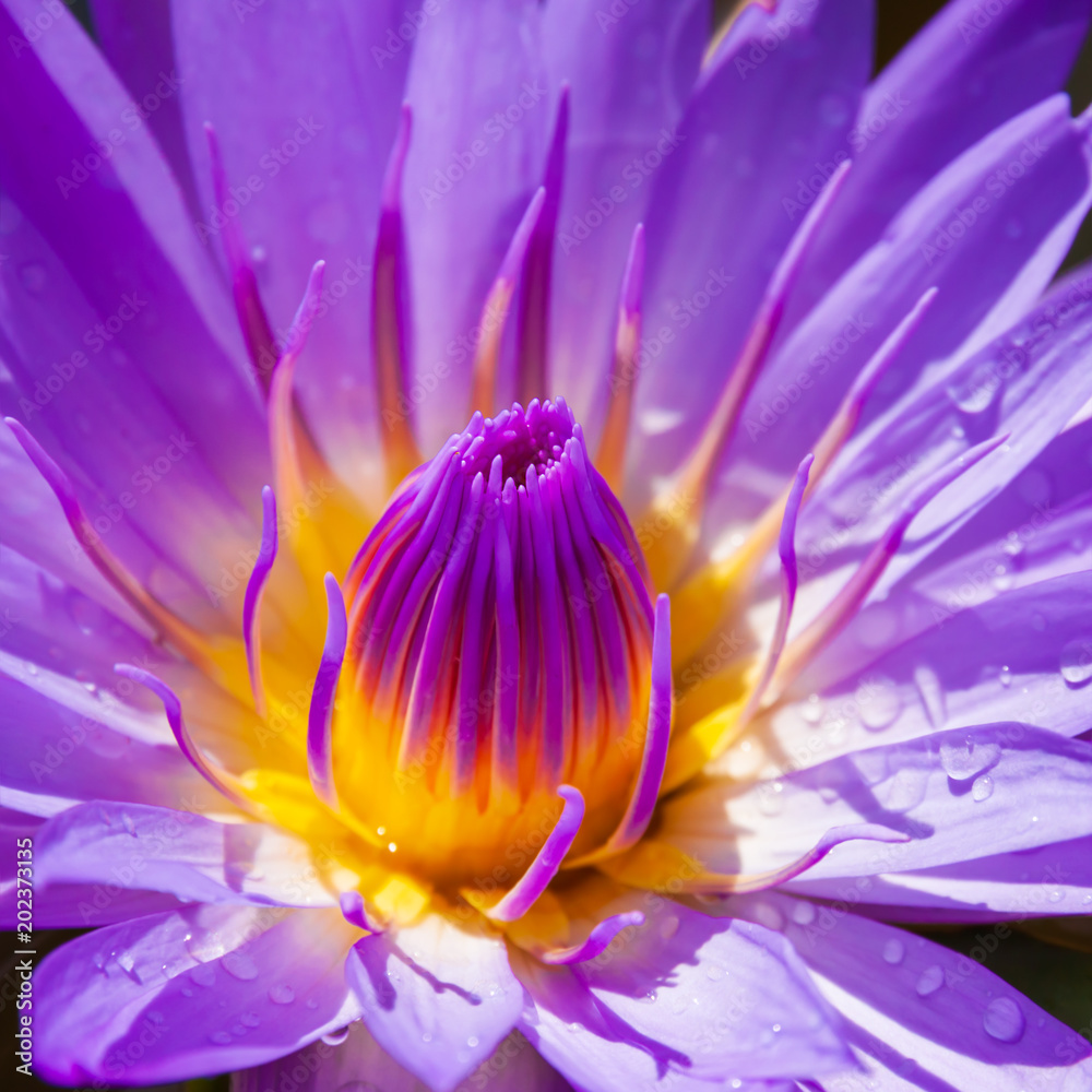 Purple water lily Purple water lily