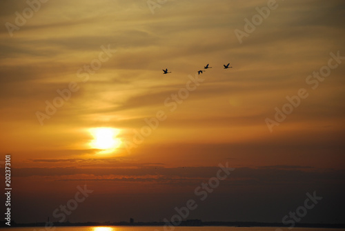 Flying swans by a beautiful sunset © Birgitta