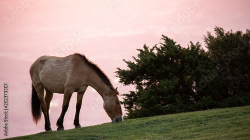 Cheval en libert  