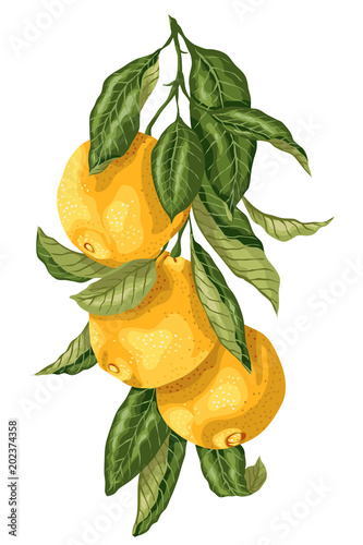 Vertical branch with orange fruits made in graphic design with leaves in bright colors.