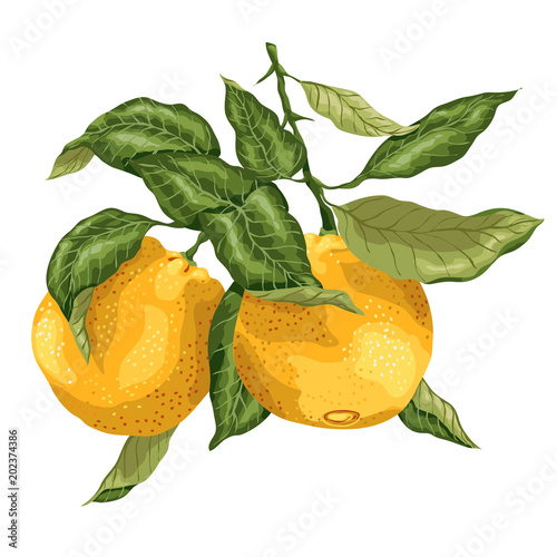 Bright branch with orange fruits made in graphic design with leaves in bright colors.