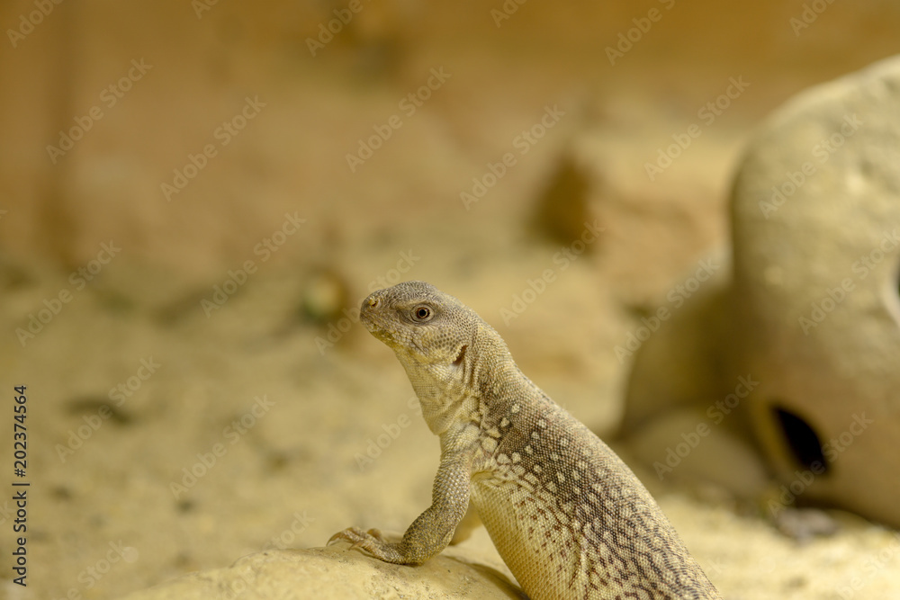 a desert iguana on the rock a desert iguana on the rock