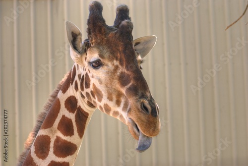 Photography Giraffe head w/tongue out