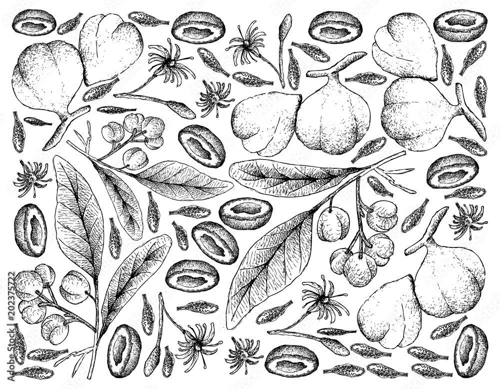 Hand Drawn Background of Acronychia Pedunculata and Beleric Myrobalan Fruits Hand Drawn Background of Acronychia Pedunculata and Beleric Myrobalan Fruits