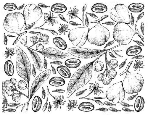 Hand Drawn Background of Acronychia Pedunculata and Beleric Myrobalan Fruits