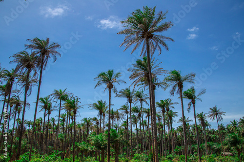 Palm 1