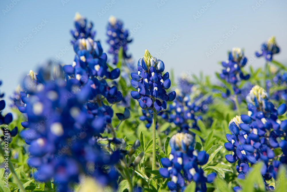 Fotografie North Texas Lone Star Bluebonnet Spring