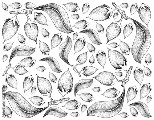 Hand Drawn Background of Asian Bulletwood Fruits photo