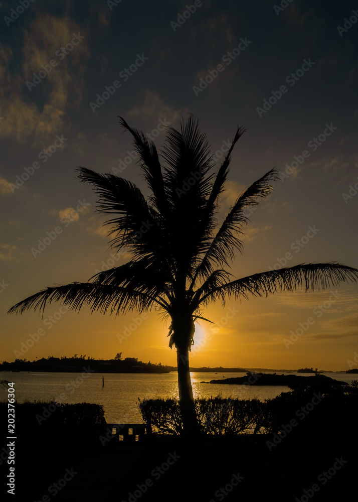 Palm tree silhouette over Hamilton Harbour, Bermuda.