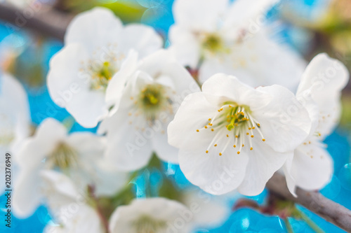 blooming tree branch