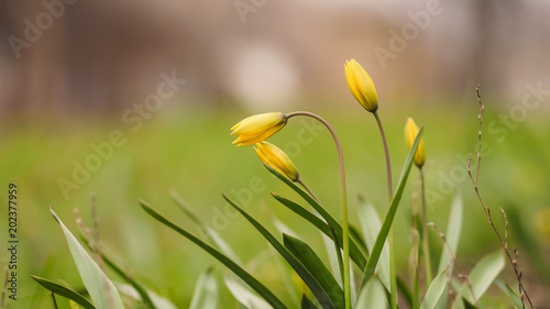 yellow tulips beautiful