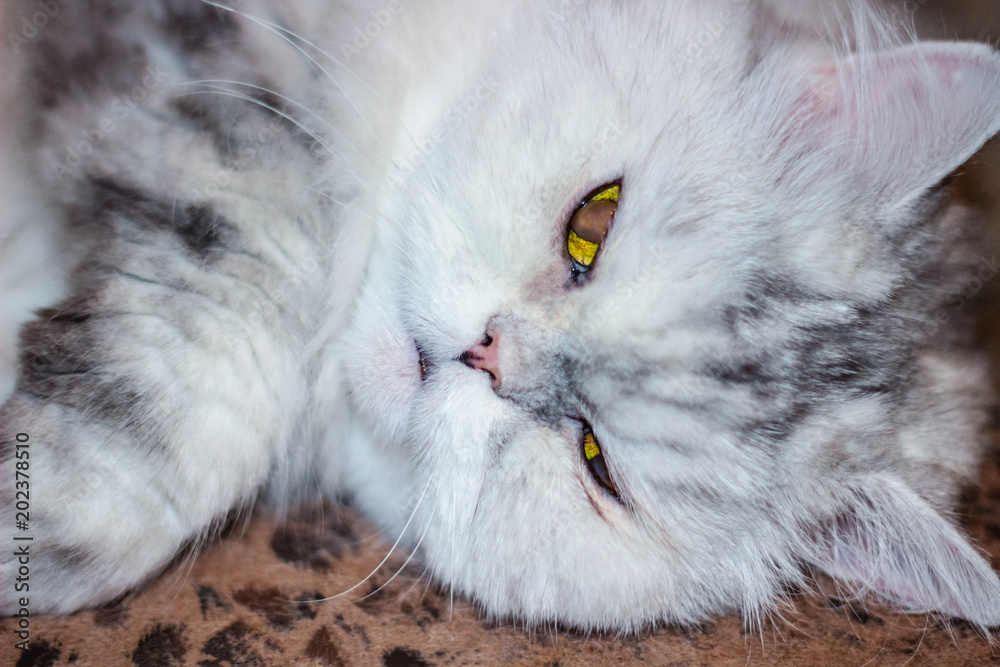 Persian Gray Cat