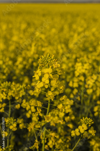 Yellow rapeseed field. Shrovetide culture Sinapis. © Piotr