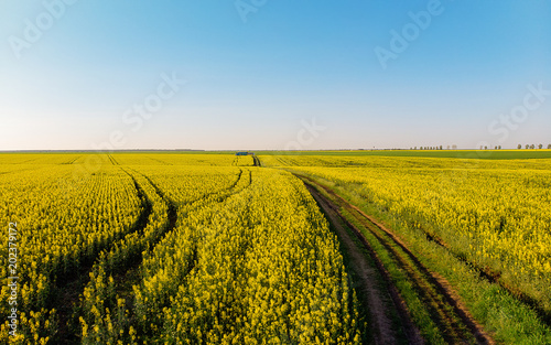 Aerial view of a Rapeseed field  Brassica napus 