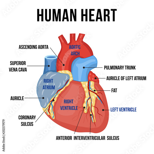 Colorful anatomy of human heart with descriptions of it’s parts. Vector illustration.