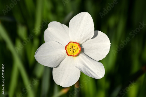 Narcissus poeticus, white narcissus flower close-up