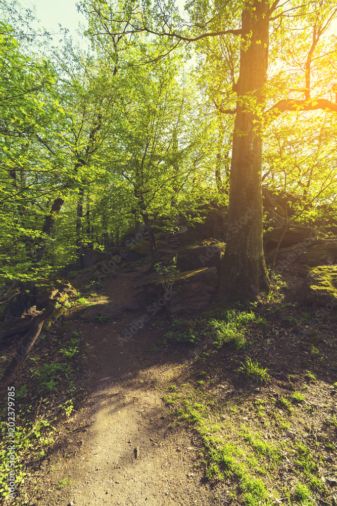 beautiful green forest 