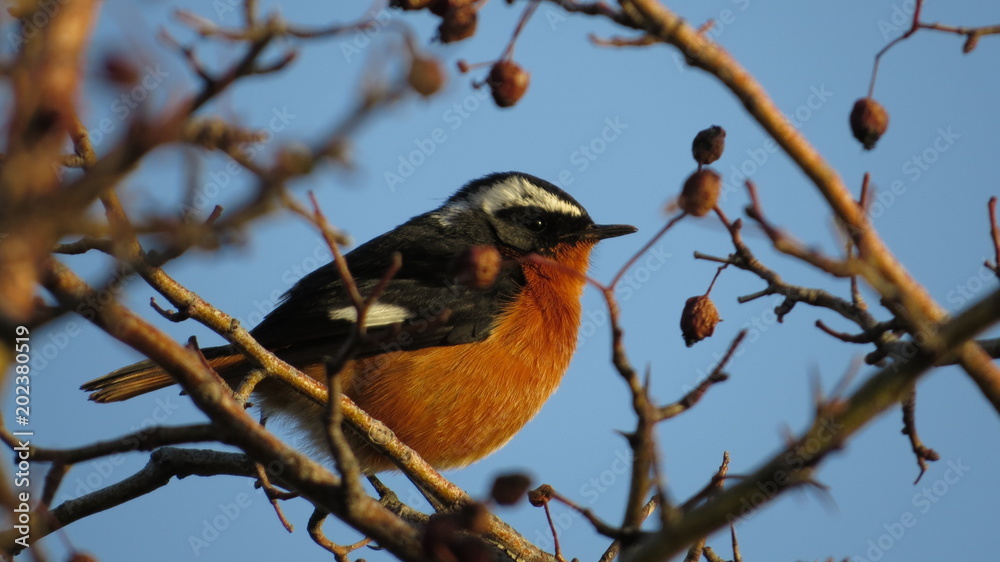 Moussier's Redstart Moussier's Redstart