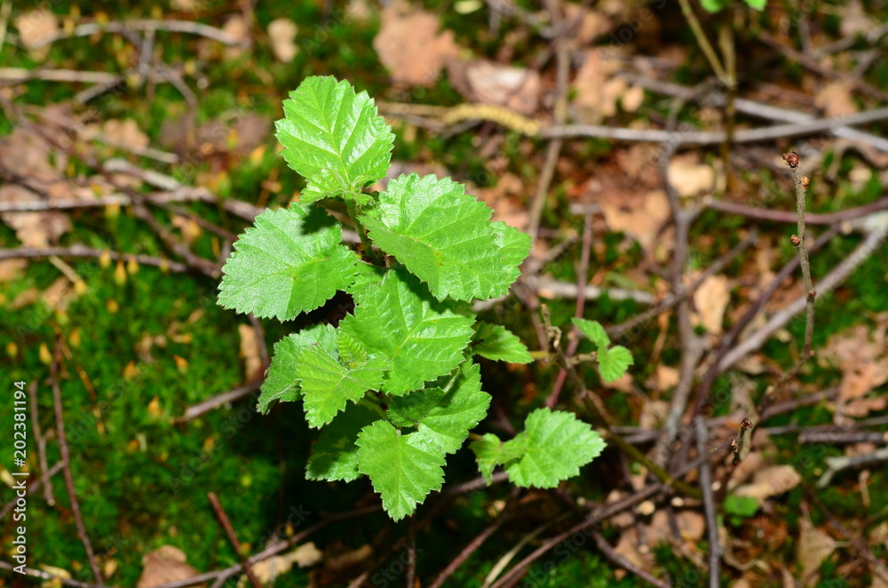 Wald Wald