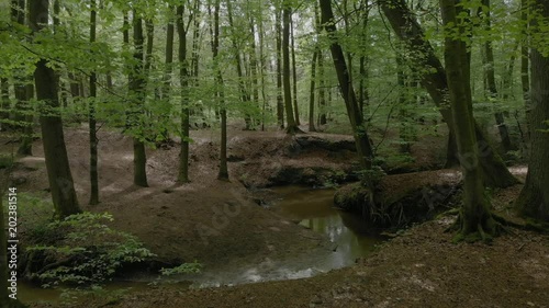 Landscape video of a beautiful forest in Steinhagen with green trees and a river. Germany