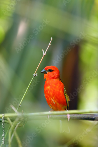 The red fody (Foudia madagascariensis) seated on the branch.Red bird on the branch.