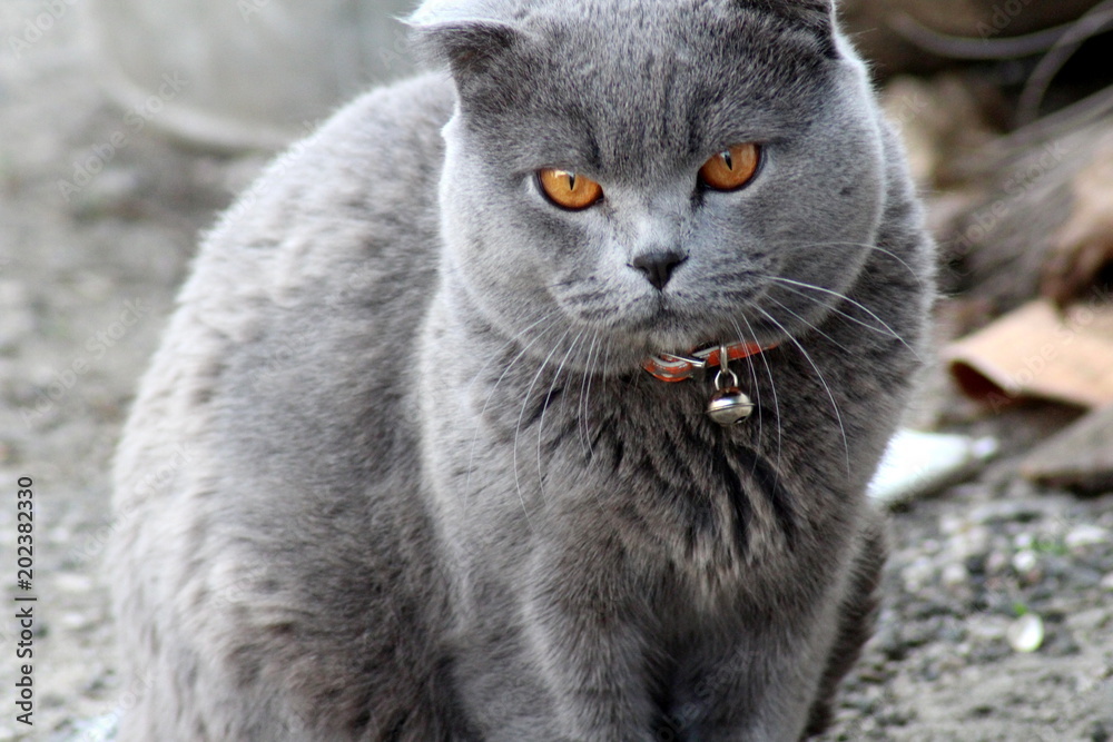 British cat in a red collar