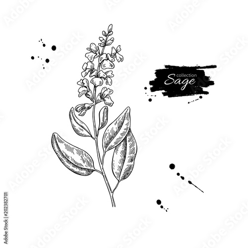 Sage vector drawing. Isolated plant with flower and leaves.