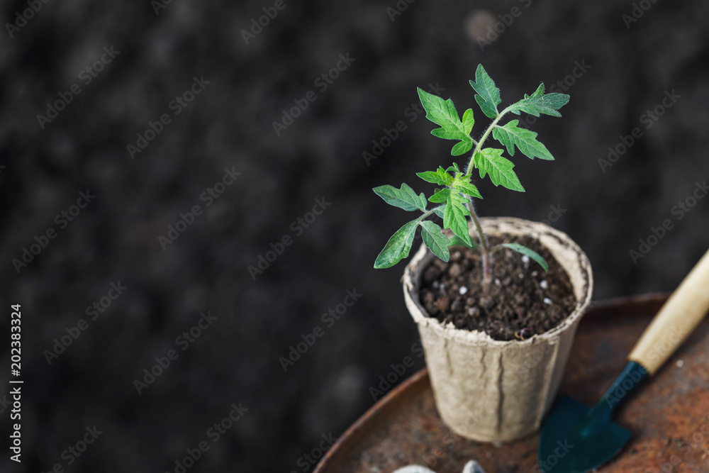 Garden work: Sprouts tomato in a peat pot, tools and extra space for text Garden work: Sprouts tomato in a peat pot, tools and extra space for text