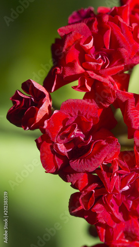 Fototapeta Naklejka Na Ścianę i Meble -  inflorescence of red geranium with flowers in the form of roses, colorful natural background