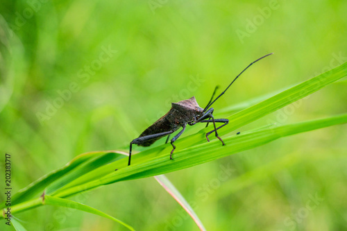 Makro Insekt © Denis Feldmann