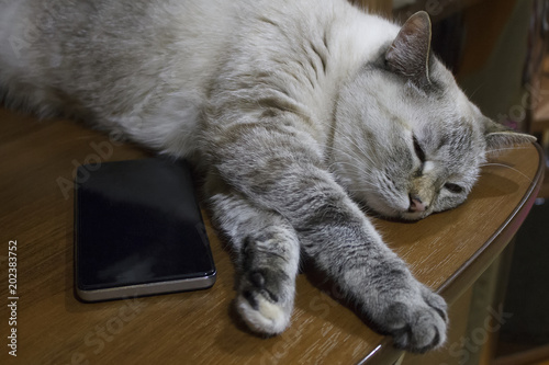 Gray cat asleep lying head on black smartphone © tihiy_chelovek