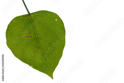 Bodhi leaf.