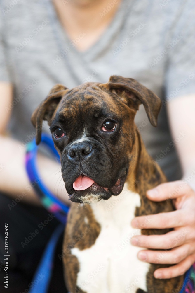 german boxer dog head isolated