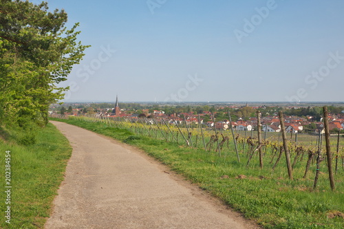 Deidesheim in der Pfalz photo