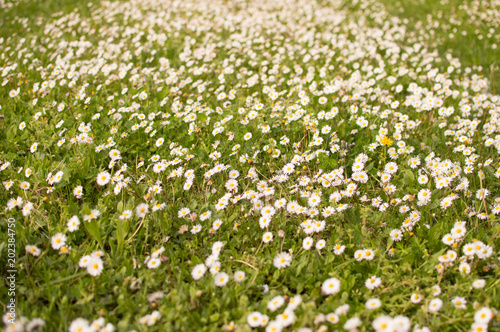 meadow of daisies 