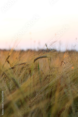  Field of rye