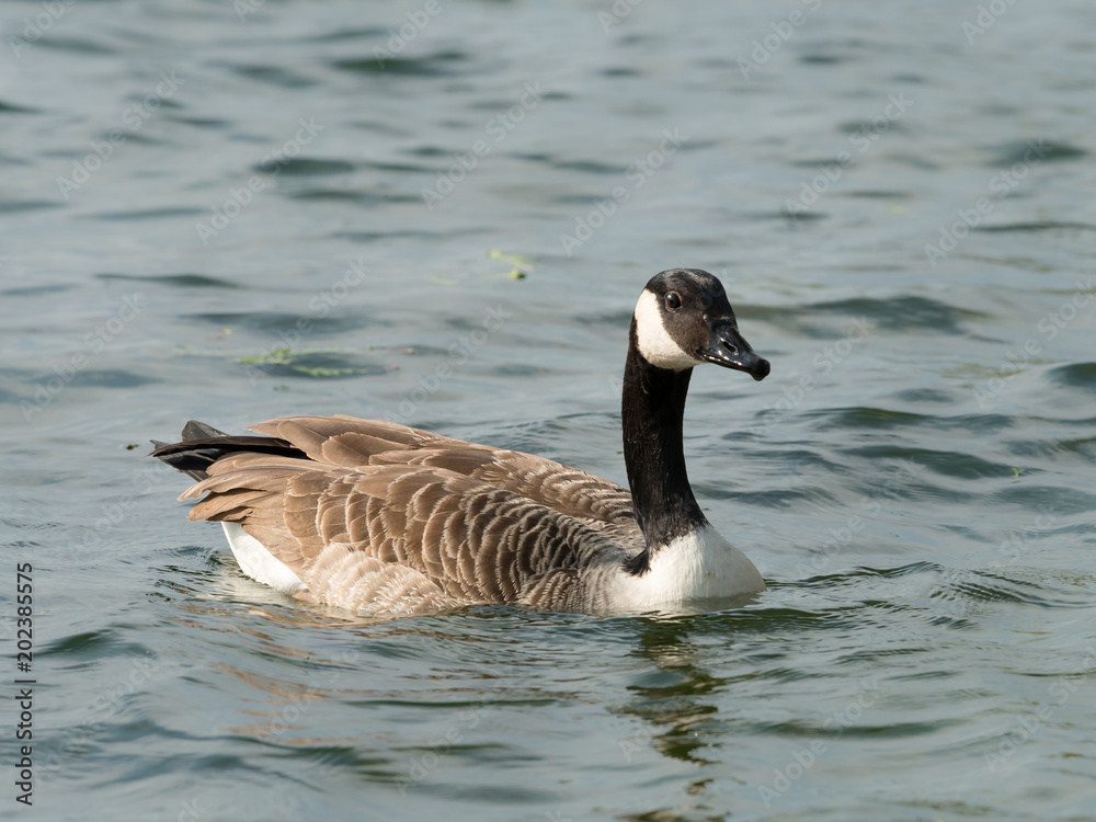 Canada goose swimming on a river in spring Canada goose swimming on a river in spring