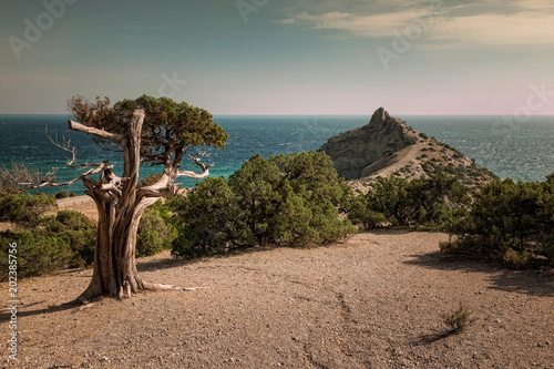 juniper grove in Crimea
