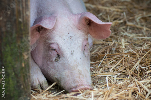 portrait of pig in a farm