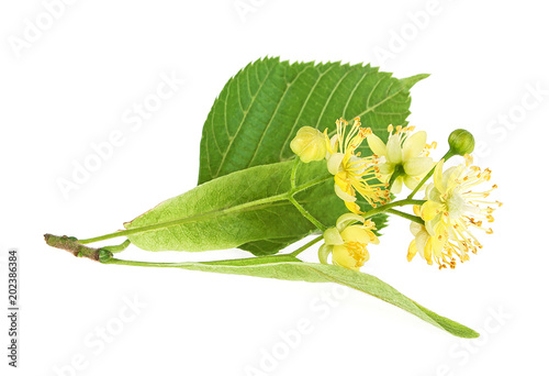 Fresh flowers and leaves of linden isolated on white background