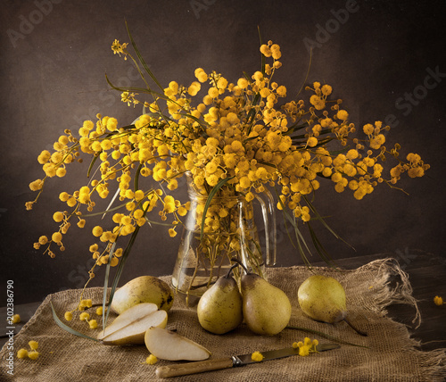 Beautiful still life with mimosa and pears photo