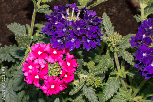Wallpaper Mural verbena pink and violet Torontodigital.ca