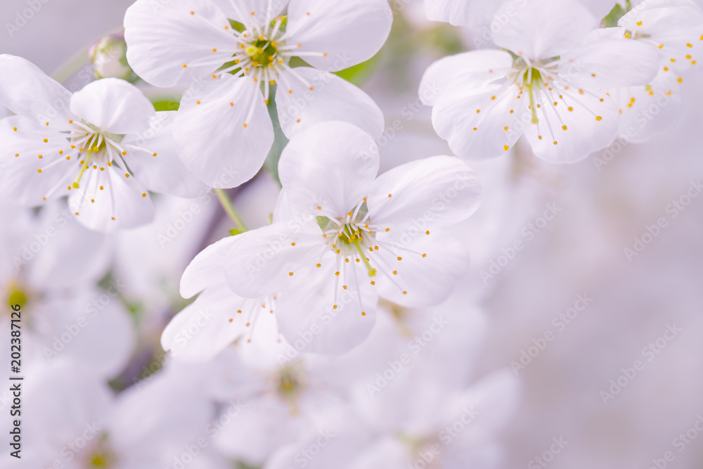 white fresh cherry flowers blossom