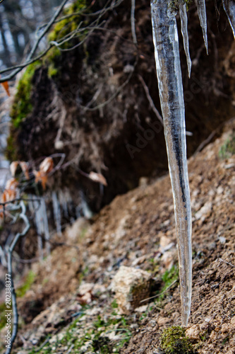 Stunning icicle in wild forest
