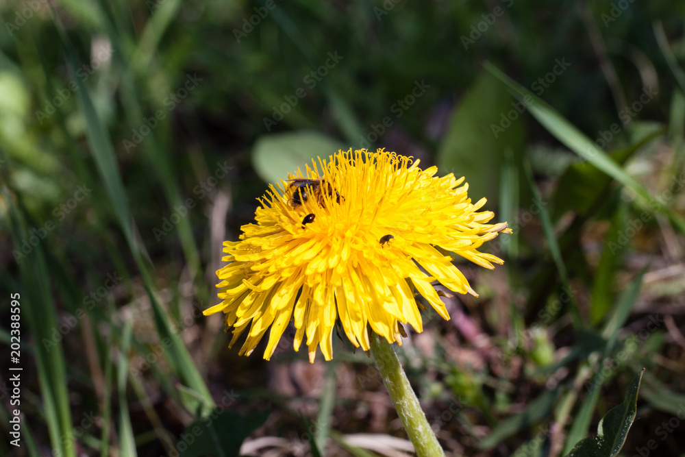 Beautiful dandelion in green fesh grass Beautiful dandelion in green fesh grass