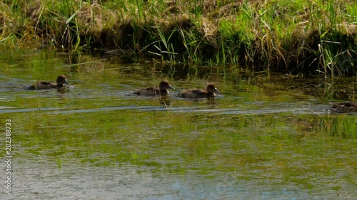 Mallard duck with ducklings photo