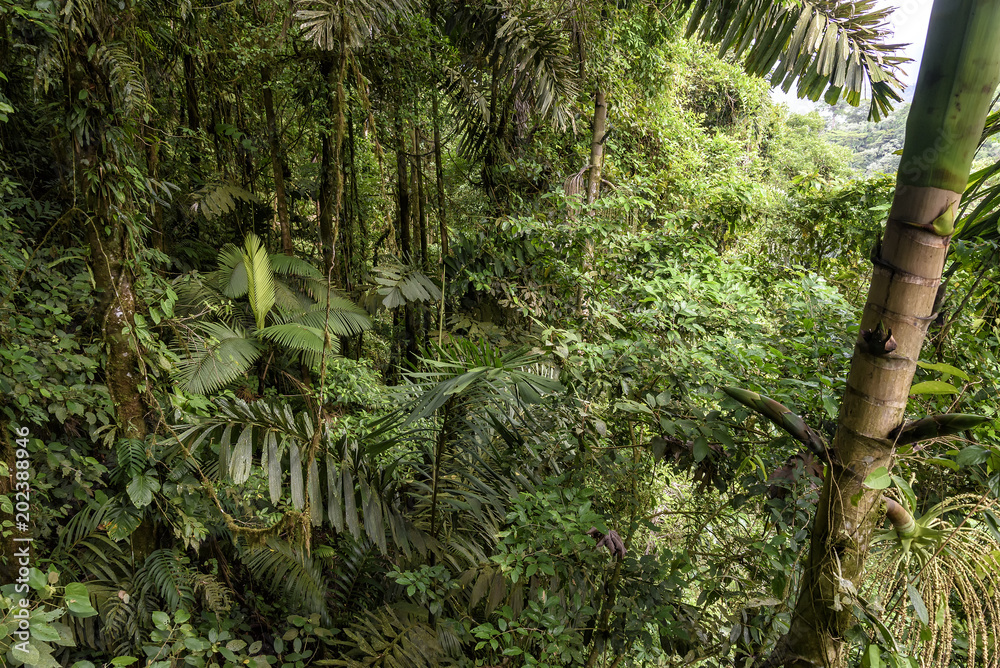 Fototapeta premium dżungla